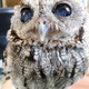 Illustration for article titled This Blind Screech Owl Has Eyes That Are Impossible To Believe